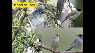 صوت عصفور التين دخلة المخططة للصيد 