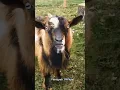Download Lagu Suara Kambing Lucu #shorts #kambing #goatfarming