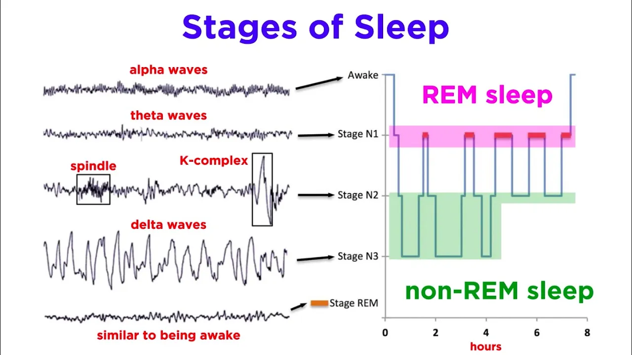 The Biopsychology of Sleeping and Dreaming
