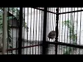 terapi dan pancingan burung kerak basi alis hitam / sinchan