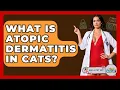 What Is Atopic Dermatitis In Cats - Ask A Pet Vet