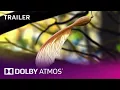 Download Lagu Dolby Atmos: \