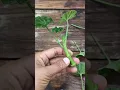 Download Lagu Geranium Propagation #geranium #flowers #gardening