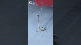 Baby eastern brown snake fighting red back spider under car in Australia ABC Australia