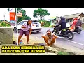 Download Lagu Jadi Tontonan...!!!Mancing Di Depan Pom Bensin Jalur Provinsi