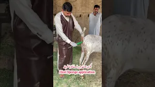 Heat Sponge Application In Goat Viralvideo Youtube Youtubeshorts 