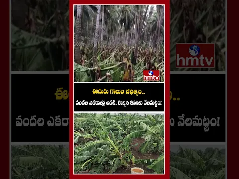 ఈదురు గాలుల బీభత్సం..వందల ఎకరాల్లో అరటి, కొబ్బరి తోటలు నేలమట్టం! | hmtv