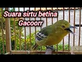 Download Lagu Suara sirtu/cipoh betina gacor paling ampuh untuk pancingan sirtu gacor 100% langsung nyaut semua