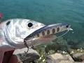 Download Lagu Fishing with DUO #53: Using Spearhead Ryuki 60\u002670S for yellow Horse Mackerel!