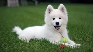 How Much Does a Samoyed Cost
