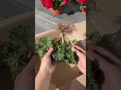 Never Throw Away Geraniums in Winter (Do THIS Instead)