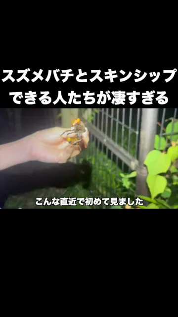 スズメバチとスキンシップできる人たちがすごすぎる #釣りガール #虫ガール#虫#スズメバチ