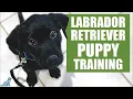 Labrador Retriever Puppy Training Guide - First Week Puppy Training