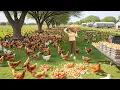 Lagu Poultry Farm in a Beautiful Countryside – Harvesting 1000+ Chicken Eggs \u0026 Daily Livestock Care