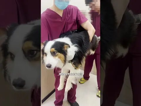 【#乔巴日记】狗：真的是倒了八辈子霉了…Dog: This is truly the worst luck imaginable... #万物可爱计划 #萌宠成精了 #猫咪 #狗