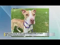 Albuquerque shelter shares story of emaciated dog recovery
