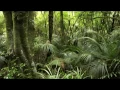 Bird Sounds: One Hour Nature Sounds Music for Meditation and Relax, Massage and Autogenic Training