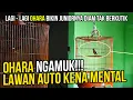 Download Lagu Murai Batu Ohara Tiba Tiba Mengamuk Om Bro  PEDAS!!!