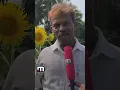 Download Lagu Colorful sunflower field in Nileswaram SUN FLOWER | NILESHWARAM