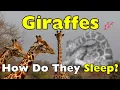 How Do Giraffes Sleep It s Not What You Think