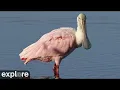 LIVE Alligators and Spoonbills - St Augustine s Alligator Farm Zoological Park explore org
