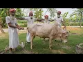 Download Lagu Full Cow Processing \u0026 Kosha Curry Cooking by Grandpa - Huge Traditional Iftar \u0026 Beef Dinner