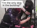 What low-stress doodle grooming actually looks like Everett WA