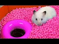 Download Lagu Hamster Ball pool Maze
