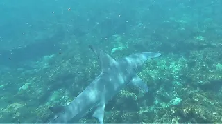 Ep.248 Hammerhead Shark