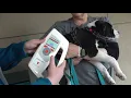 New tool helps Waco residents locate beloved lost pets