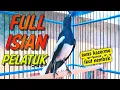 Download Lagu KACER GACOR ISIAN PELATUK COCOK UNTUK MASTERAN KACER ANDA !! PANCINGAN KACER  AMPUH LANGSUNG GACOR .