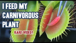 VENUS FLY TRAP EATING, I feed my carnivorous plant DIONAEA !
