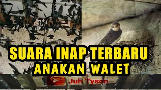 suara walet suara anakan walet kalimantan 003 juhtyson