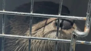 Baraboo zoo animals missing habitat locks cut FOX6 News Milwaukee