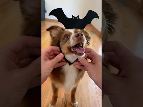 Spooky scary dog #dogshorts #dogcostume #halloween #funnydog #cutepuppy