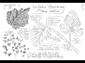 Botany Basics - Part One of a Botanical Series