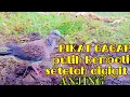 Download Lagu PIKAT GAGAP||PULIH KEMBALI||SETELAH DIGIGIT ANJING