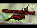 Download Lagu cililin nembak ngerol panjang