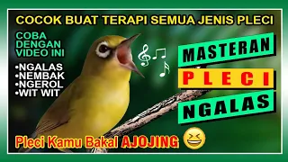 Download AMPUH !!! Masteran Pleci Ngalas Nembak MP3
