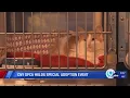 CNY SPCA holds special adoption event