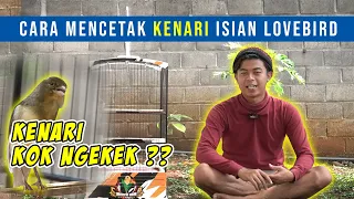 Download CARA MENCETAK KENARI ISIAN LOVEBIRD MP3