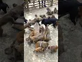 Monkey and Dog Eating Together