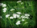 Download Lagu Materia Medica Yarrow 3