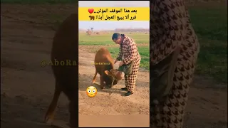 العجل الذي أبكى صاحبه  فقرر عدم بيعه     دندنها