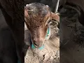 Download Lagu #funny #goat #comedyfilms #trending #funnycomedy #viralshort