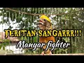 Download Lagu JERITANNNN SANGAR MANYAR FIGHTER untuk pancingan Manyar bahan