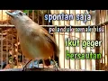 Lagu spontan saja pelanduk semak bisu ikut geger bersautan