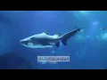 Download Lagu Surah 037 | As Saffat | Beautiful Scenery | Abdul Rehman Al Sudais | The Holy Quran