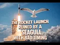 The Moment A Seagull Ruined Everything