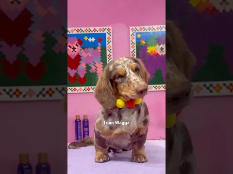 5 things for your dog that are worth your money!